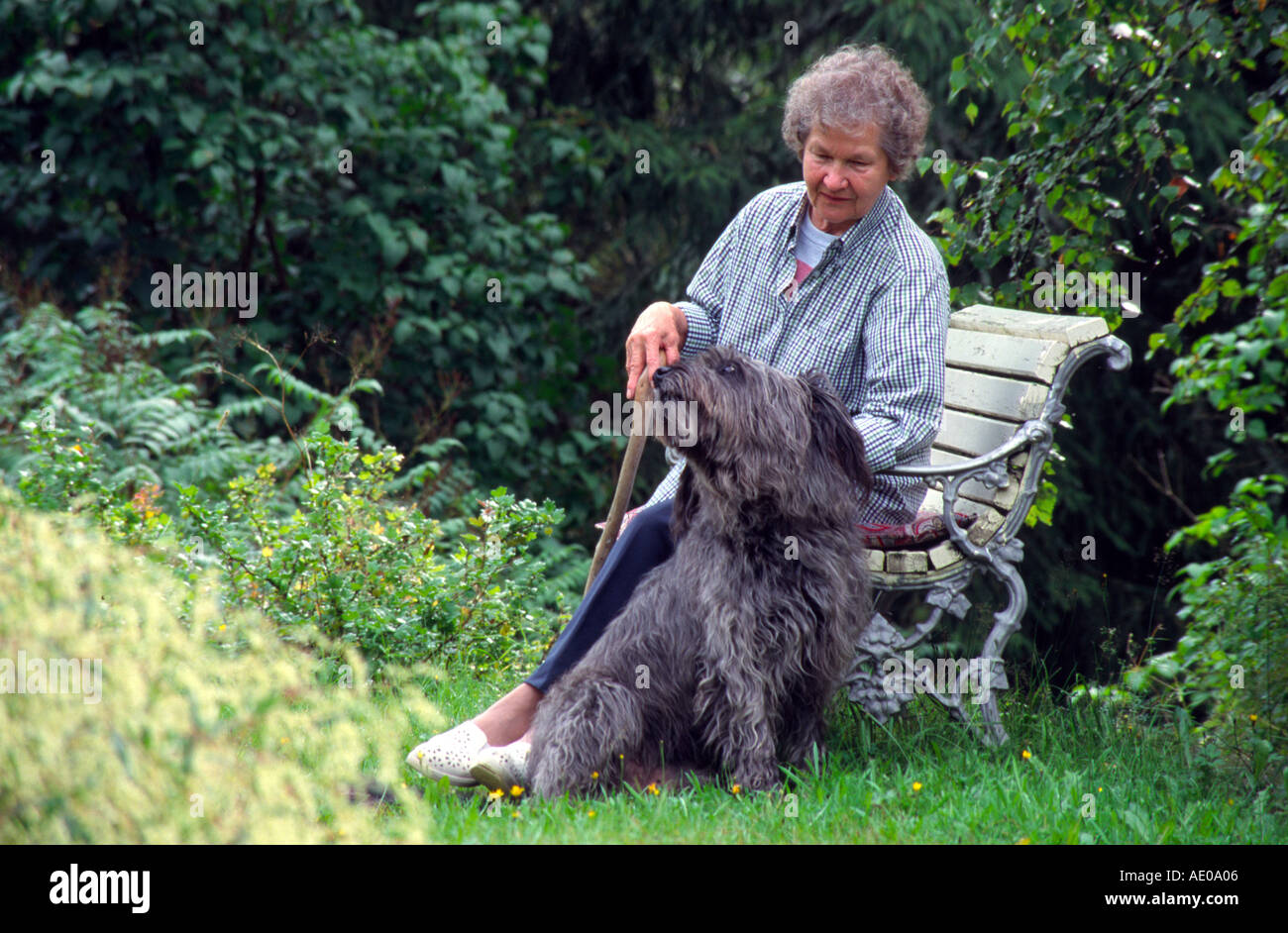 alte Frau mit Hund sitzen in ihrem Garten eine halbe Schnauzer Rasse Stockfoto