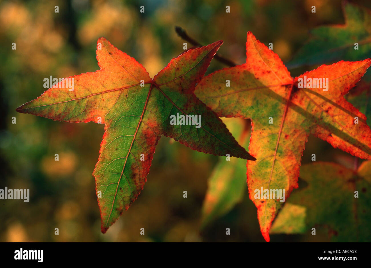 Liquidambar Styraciflua Pendula Stockfotos und bilder Kaufen Alamy