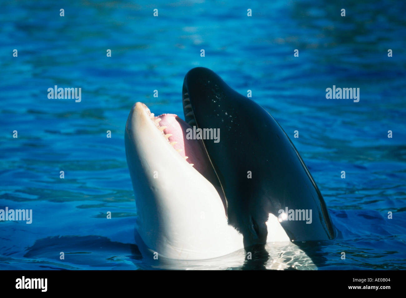 Orca Orcinus Orca Schwertwal Saeugetiere Säugetiere Tiere Wale Wale Wal Ozean Ozean Aussen im freien Seitlich Seite Kopf Kopf Stockfoto