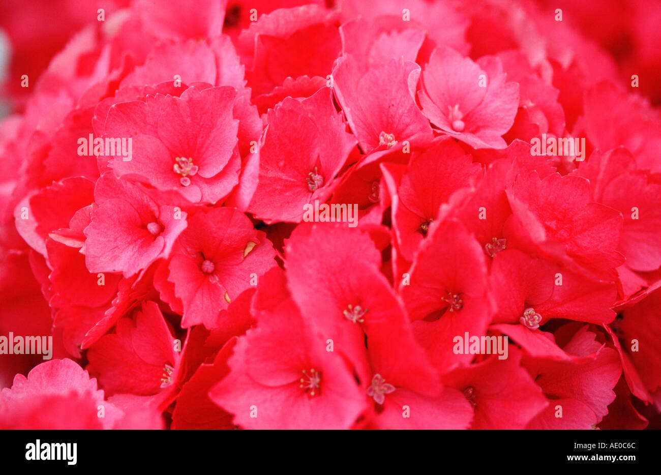 Hortensie Blüte Hydrangea spec Stockfoto