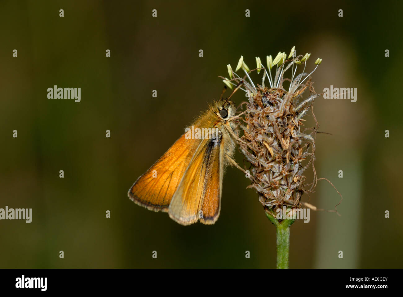 Kleiner Skipper Thymelikus flavus auf Plantain flower, Wales, Großbritannien. Stockfoto