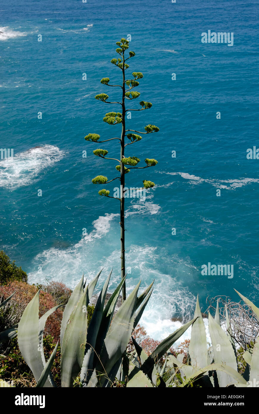 Agave Americana Jahrhundertpflanze entlang der Küste des ligurischen Meeres Italien Stockfoto