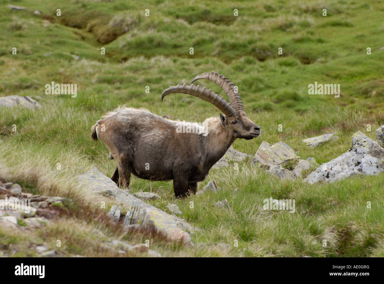 Männlichen Alpin Capra Ibex Ibex Gran Paradiso Nationalpark Italienische Alpen Stockfoto