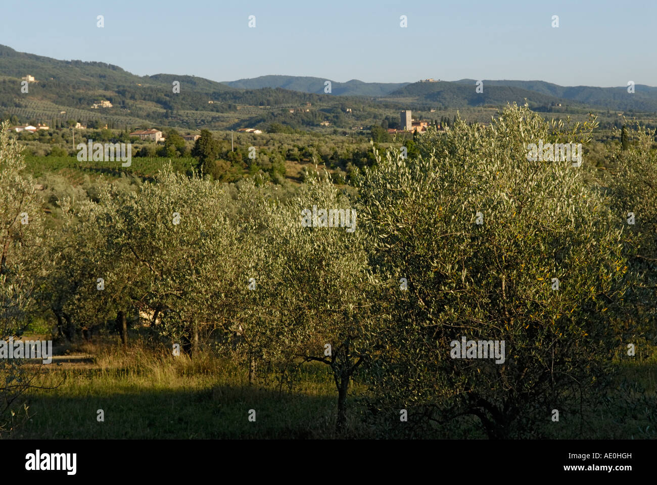 Landschaft mit sanften Hügeln und Olivenhainen der Toskana Italien Stockfoto