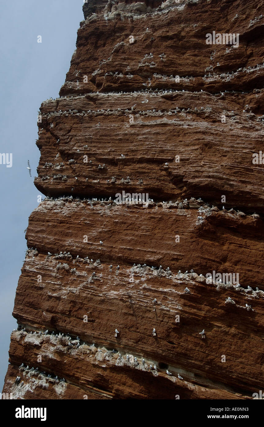 Helgoland, Deutschland, Nordsee "Lange Anna" extrem großen Felsen mit Vögel Stockfoto