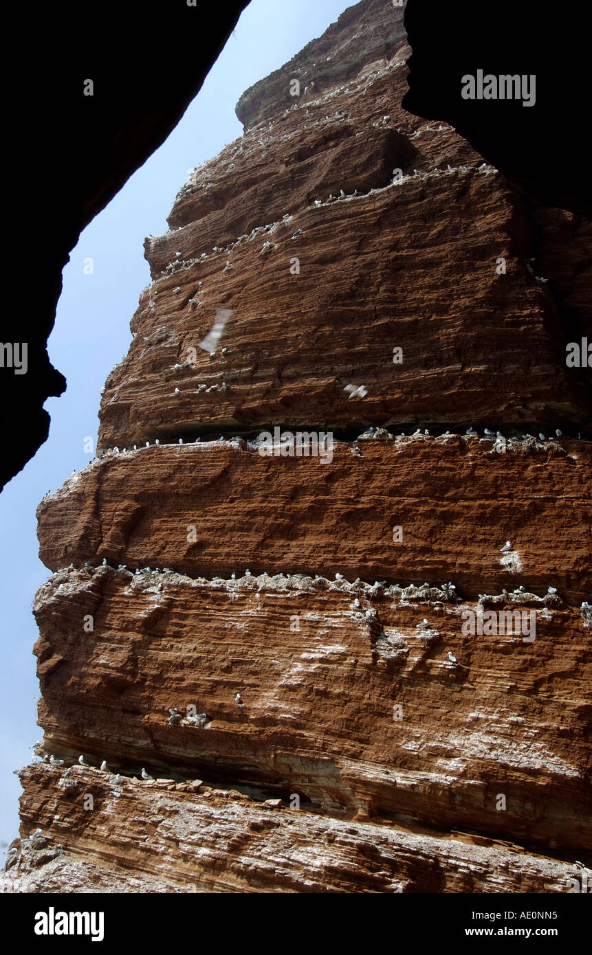 Helgoland, Deutschland, Nordsee "Lange Anna" extrem großen Felsen mit Vögel Stockfoto