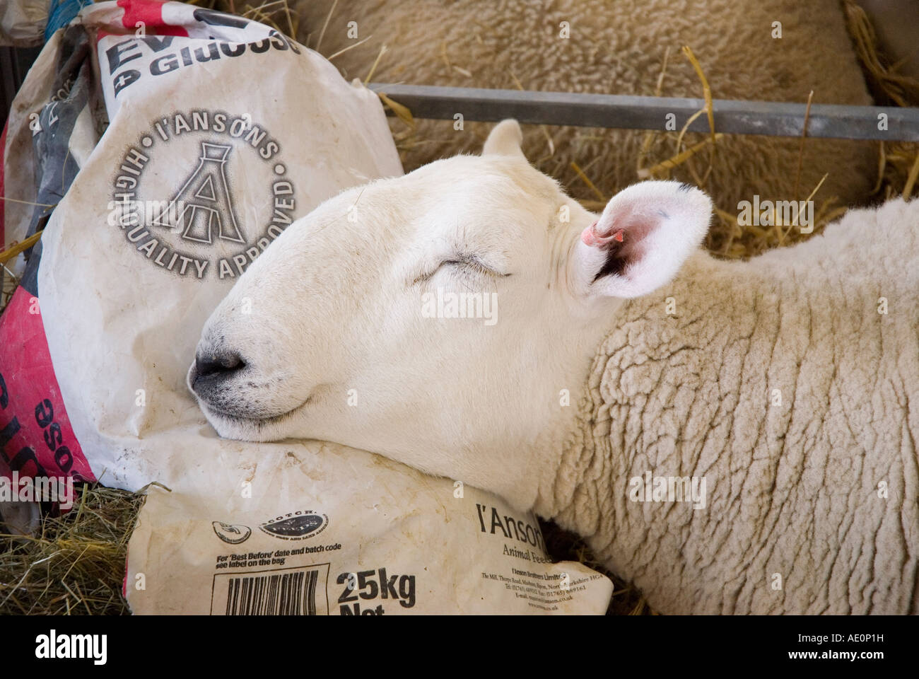 North Country Cheviot Schafe schlafend in seinen Stift in Great Yorkshire Show Harrogate Stockfoto