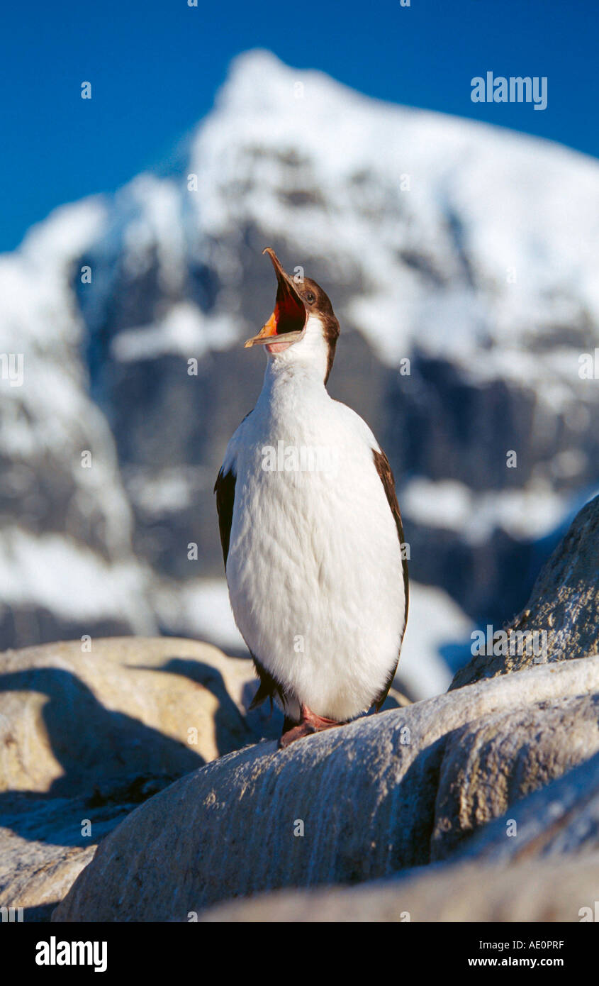 Antarktis blauäugige Kormoran Blauaugenkormoran geradezu Atriceps Phalacrocorax Antarktische Halbinsel Stockfoto