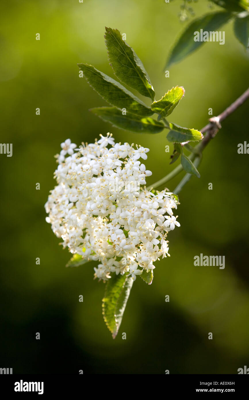 Elder Sambucus Nigra in Blüte Stockfoto