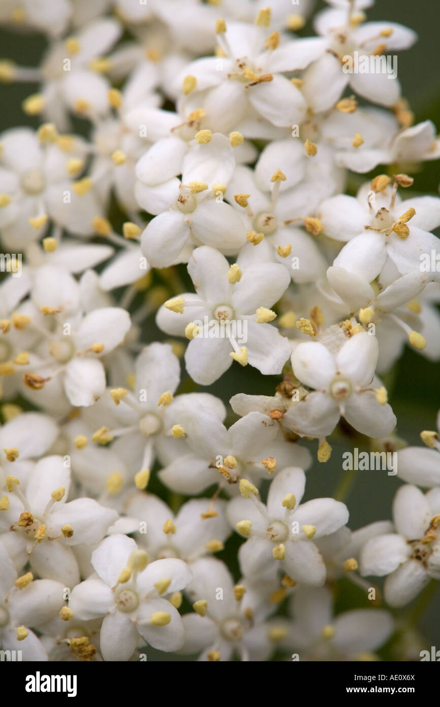 Elder Sambucus Nigra Nahaufnahme von Blumen Stockfoto