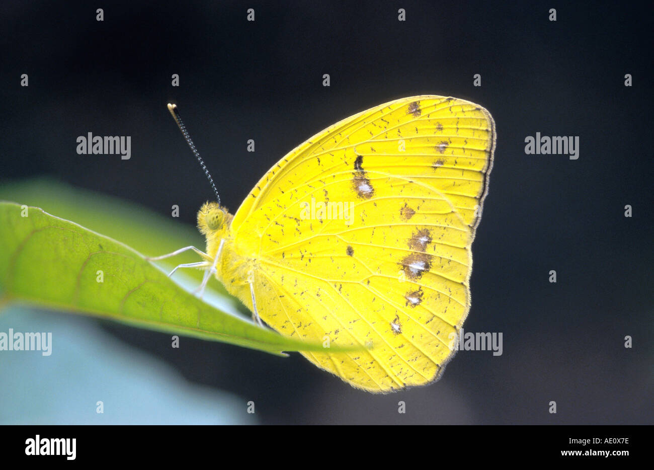 Lemon Emigrant (Catopsilia Pomona Pomona f-Hilaria), Schmetterling mit gefalteten Flügeln, Thailand Stockfoto