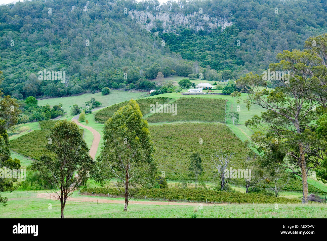 Weinberg in der Lower Hunter Valley New South Wales Australien Stockfoto