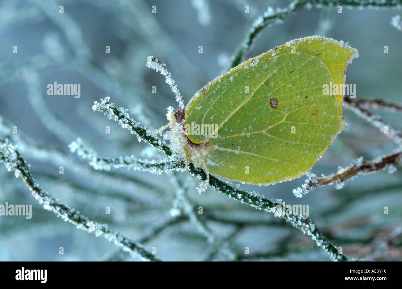 Zitronenfalter (Gonepteryx Rhamni), im Winter mit Raureif, Deutschland, Bayern Stockfoto