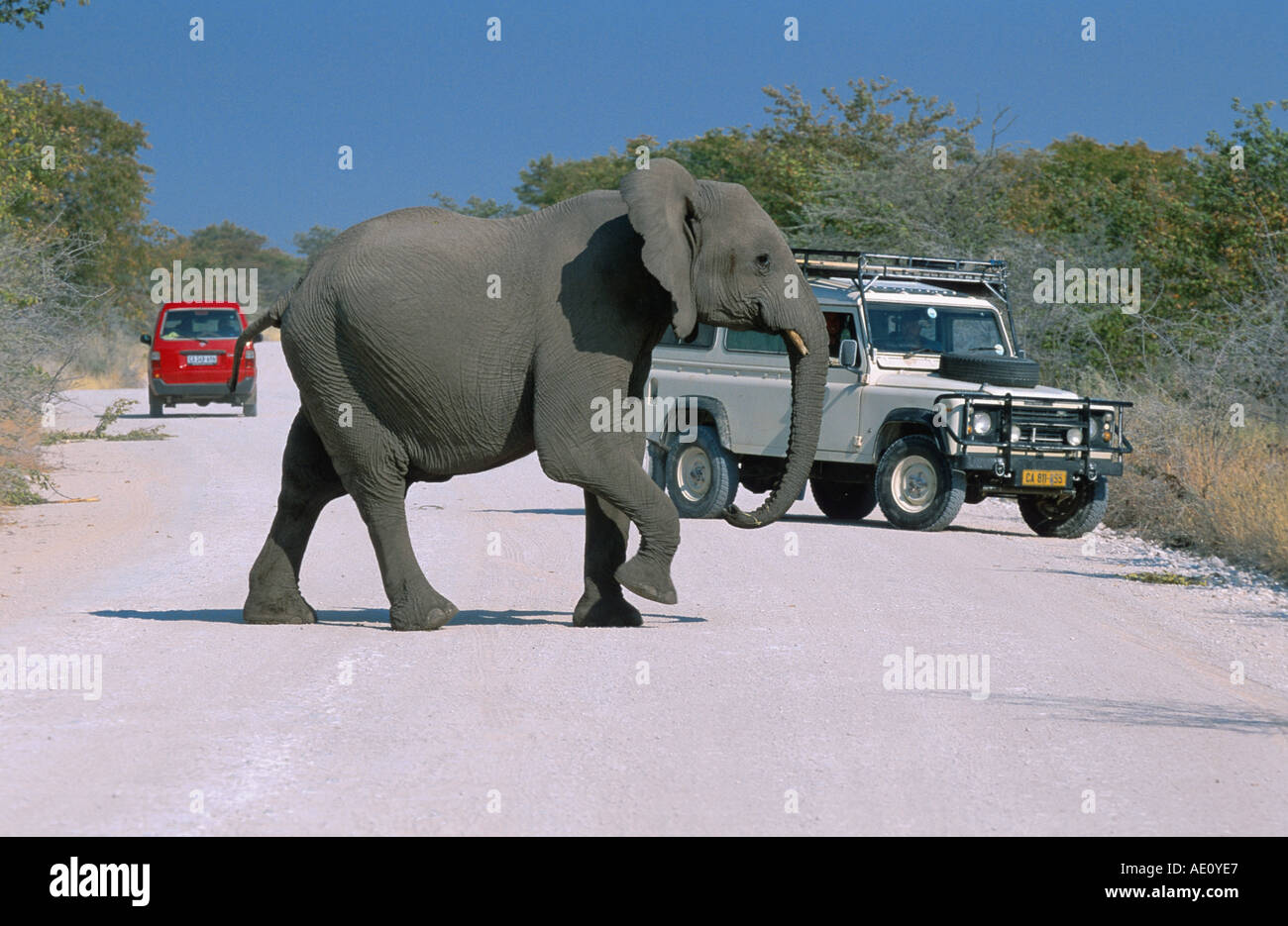 Afrikanischer Elefant (Loxodonta Africana), einziges Tier beim Überqueren der Straße, mit Jeep im Hintergrund, Namibia, Etosha NP Stockfoto