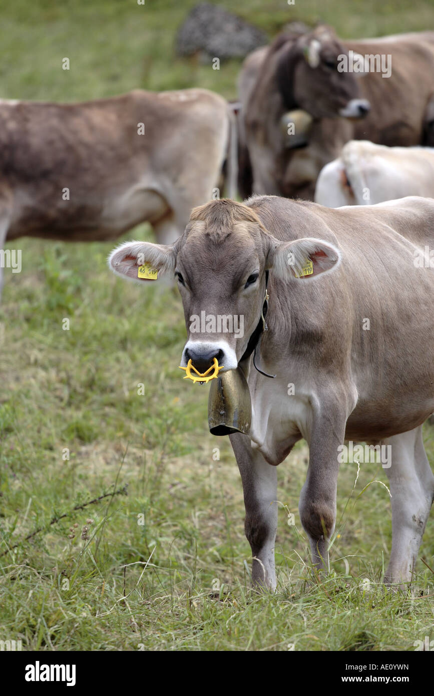 Brown Swiss Kuh. Wen suchst du an? Pfennigabsatz Ring verwendet, um ihn Spanferkel zu stoppen. Stockfoto