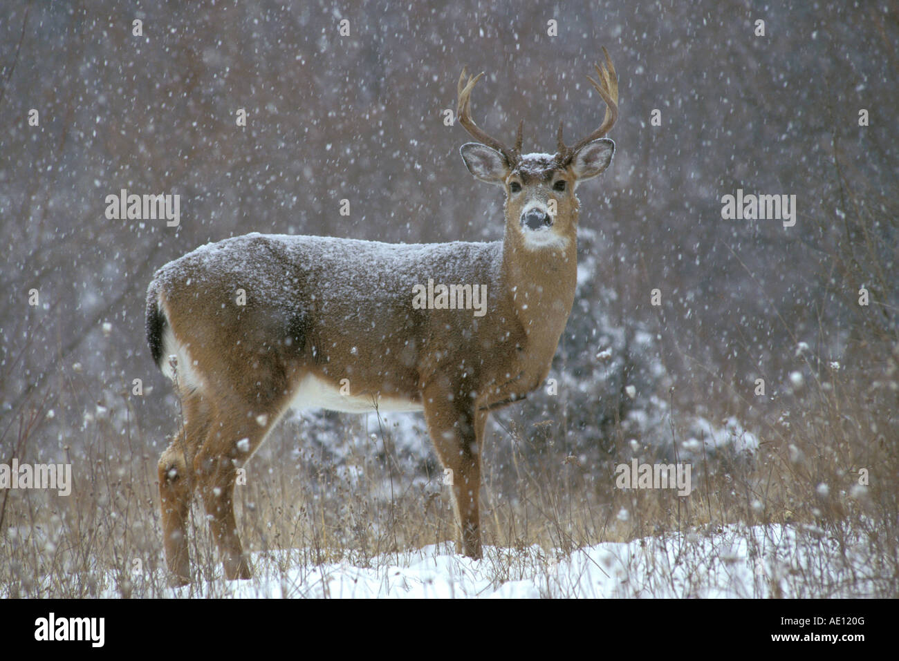 White-tailed Deer Odocoileus Virginianus Buck Winter östlichen Nordamerika Stockfoto