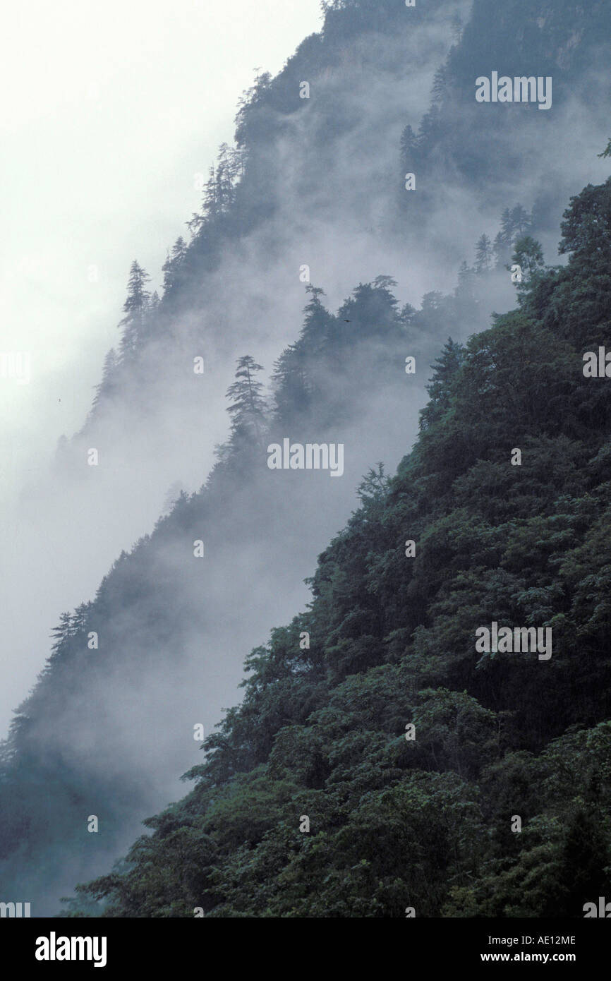 Gebirge Bergabhang Nebel Nebel Wolong Tal Wolong Tal Himalaya China Foto Fritz Poelking Stockfoto