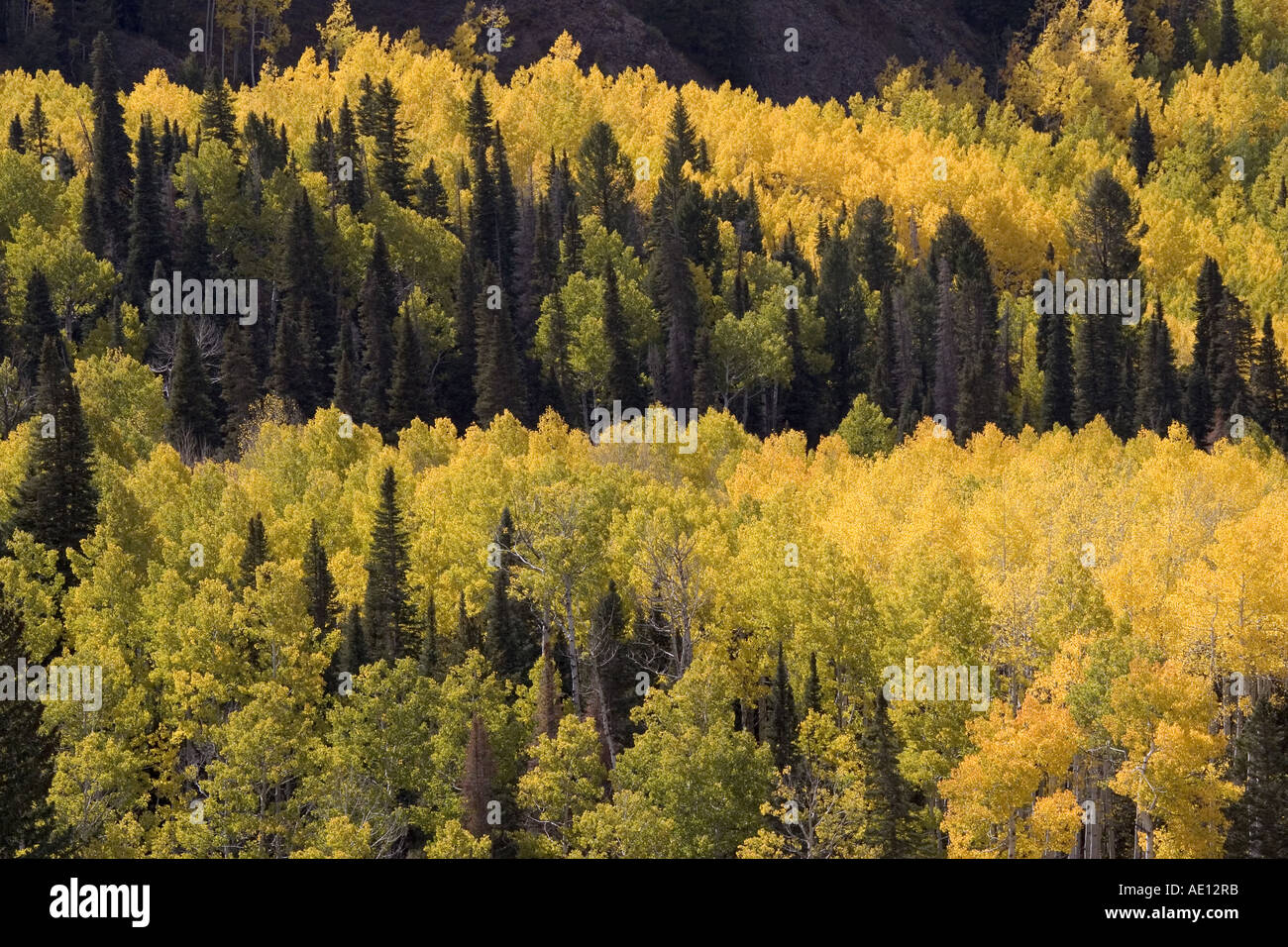 Colorado USA Herbst Stockfoto