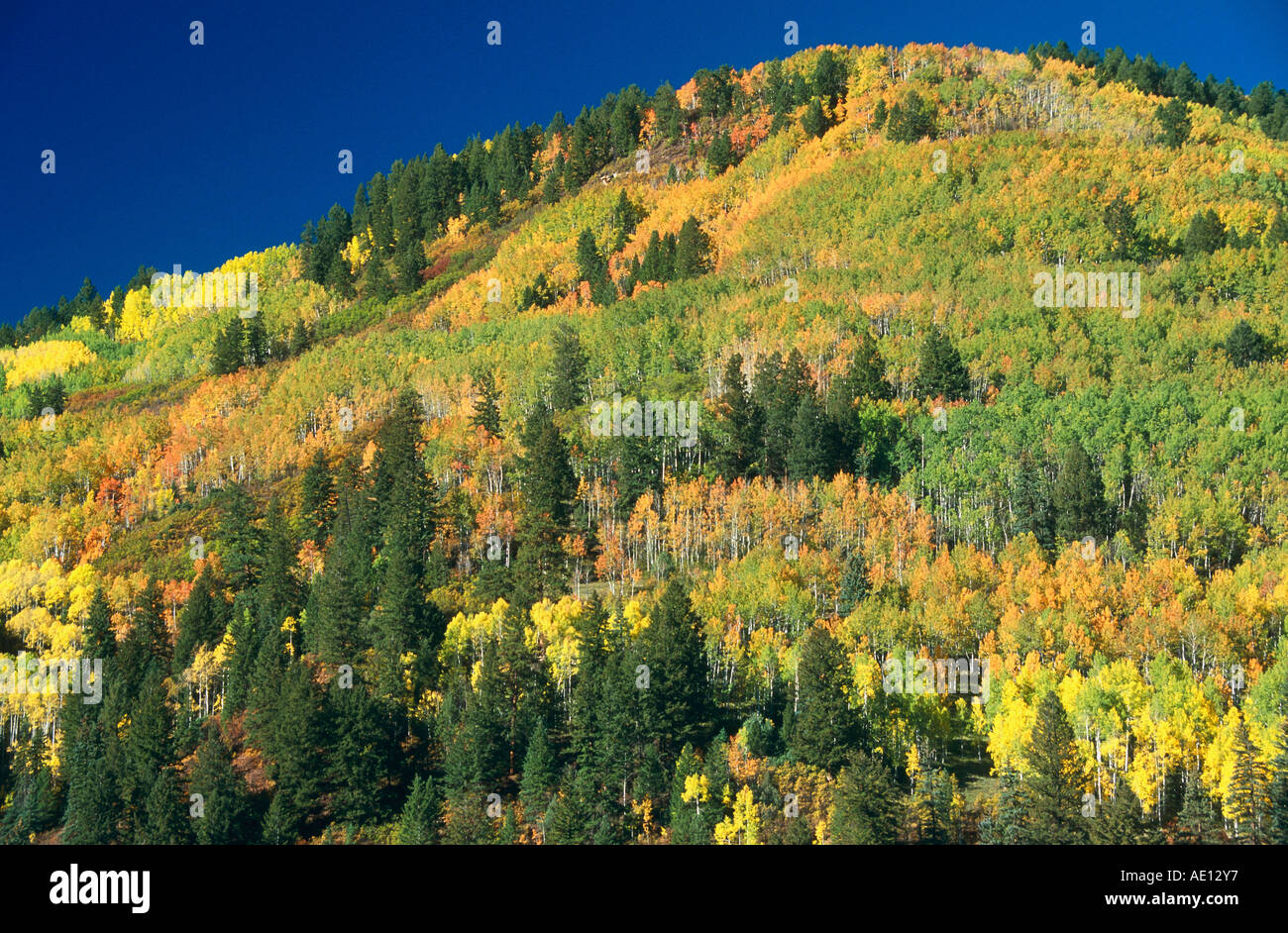 Herbst Farbe Hang Colorado USA Stockfoto