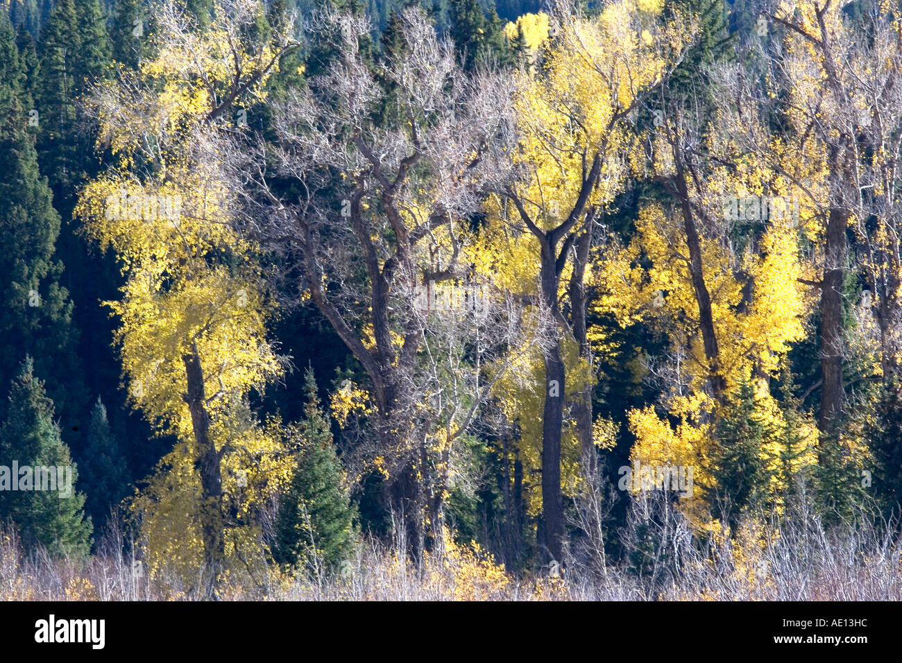 Herbst Farbe Farben gelbe Aspen Stockfoto
