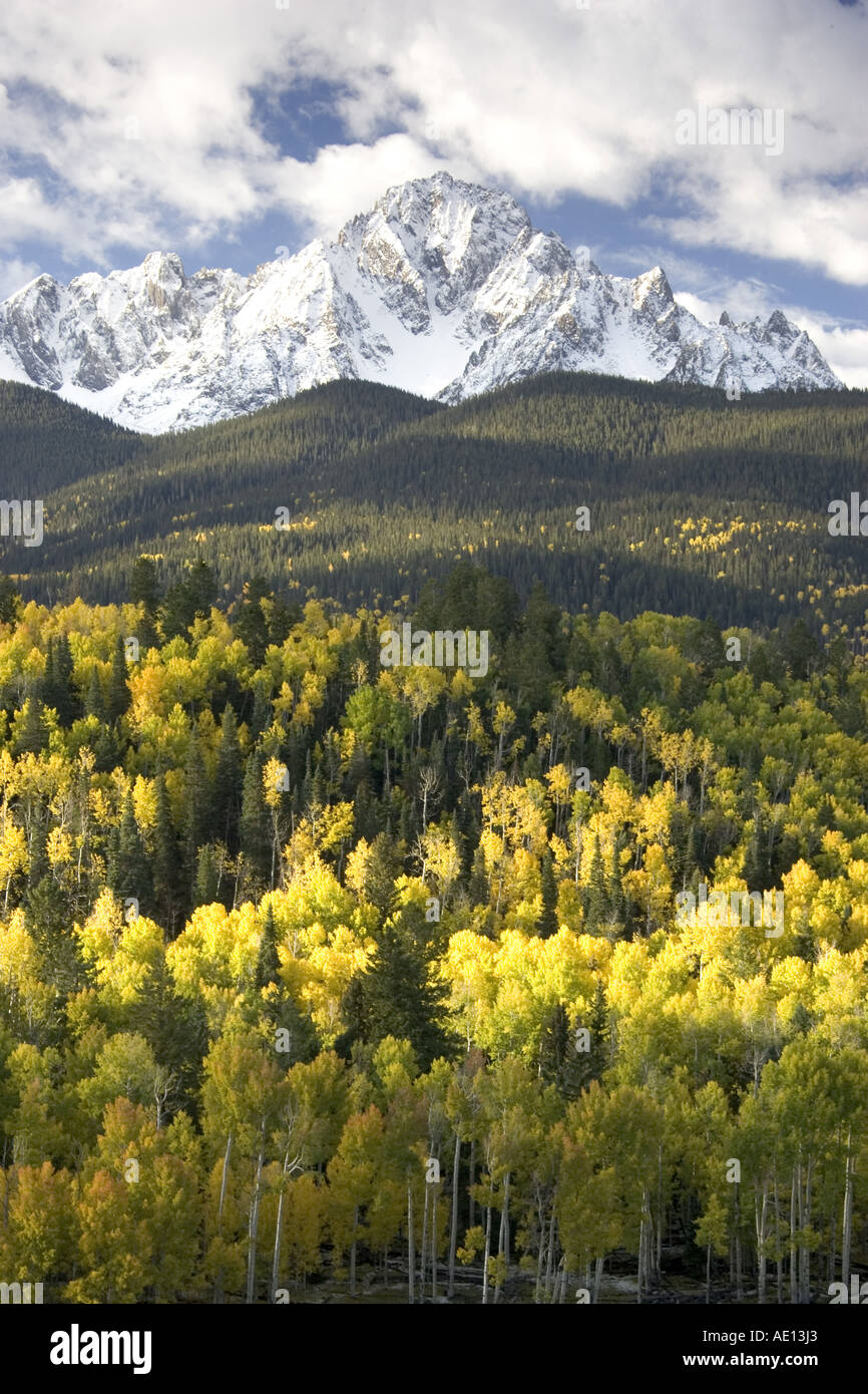 Herbst Farbe Farben gelbe Aspen Stockfoto