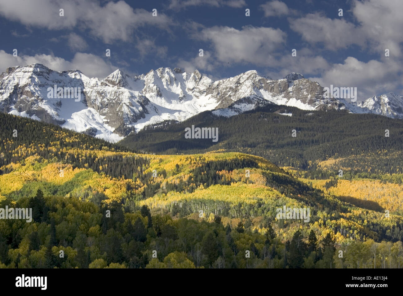 Herbst Farbe Farben gelbe Aspen Stockfoto