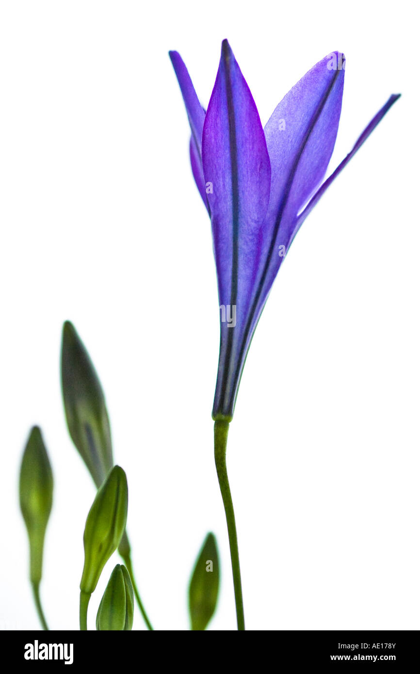 Kunst Stillleben Porträt einer blauen Brodiaea Blume mit Knospen England UK Stockfoto