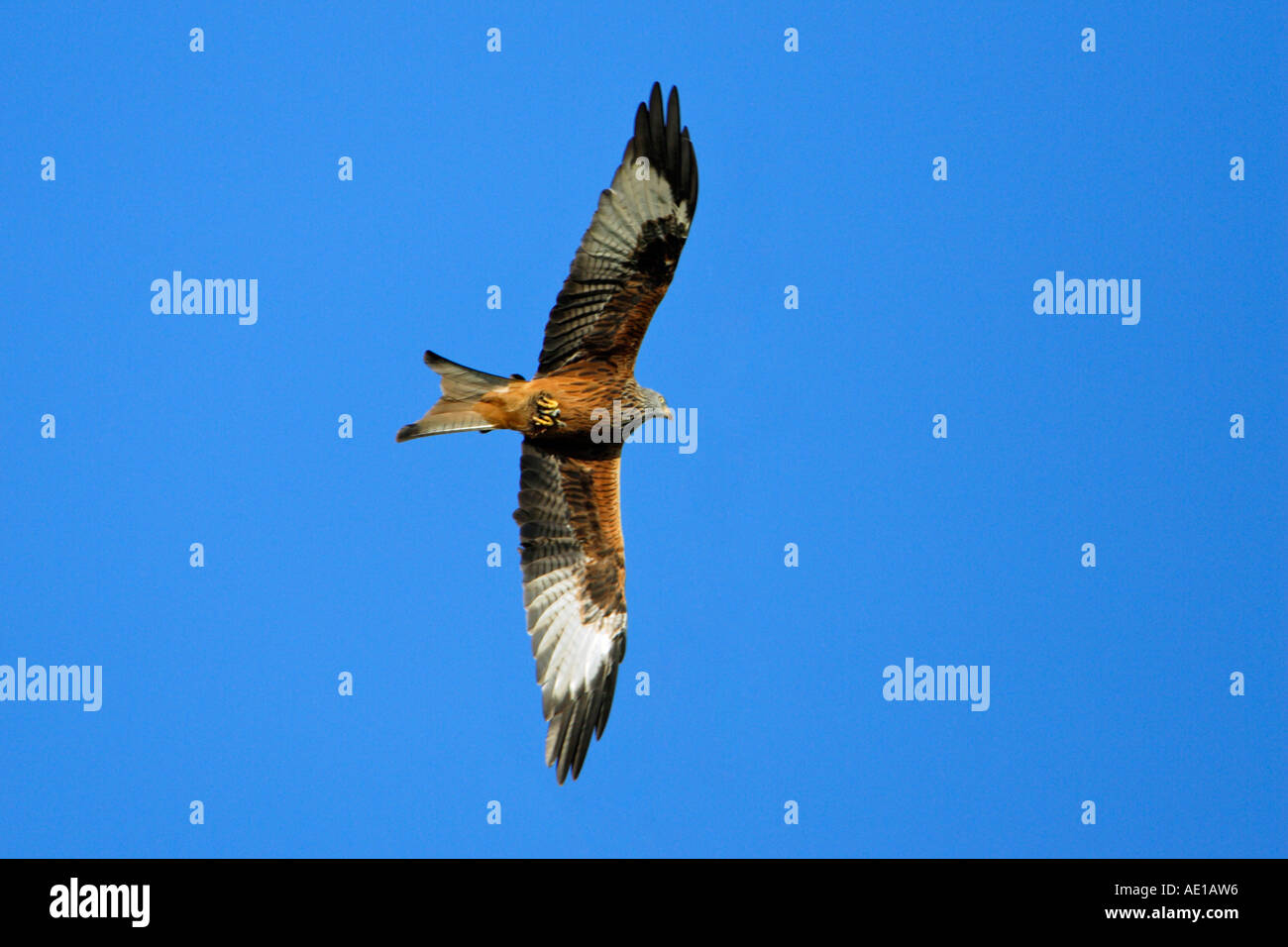 Rotmilan Mivus Milvus Stockfoto