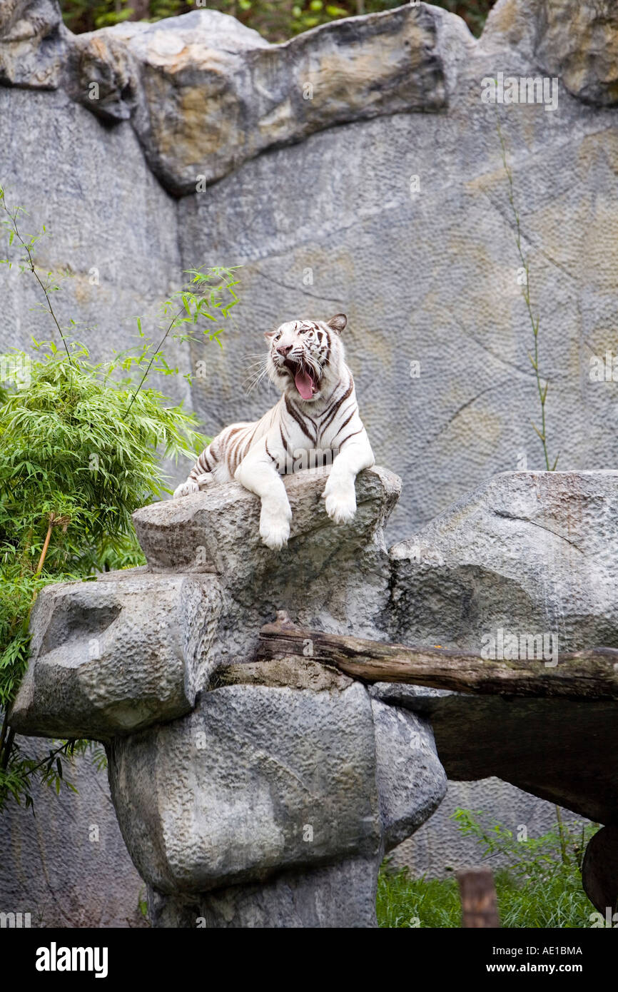 Weiße Tiger im Zoo von Chiang Mai Stockfoto