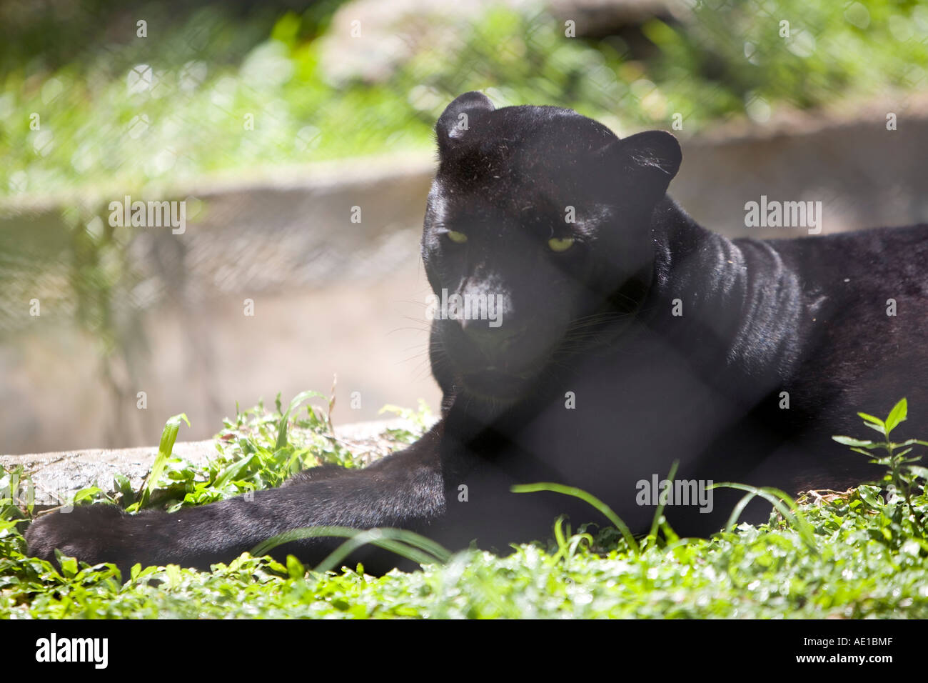 Panther im Zoo von Chiang Mai Thailand Stockfoto