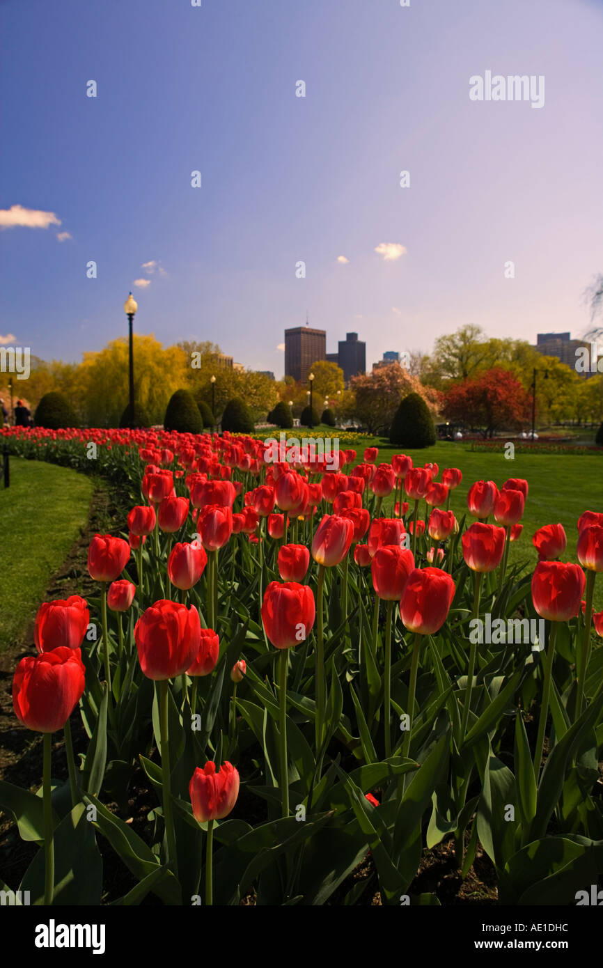 Rote Tulpen in der Boston Public Garden während Frühling Boston MA USA Stockfoto