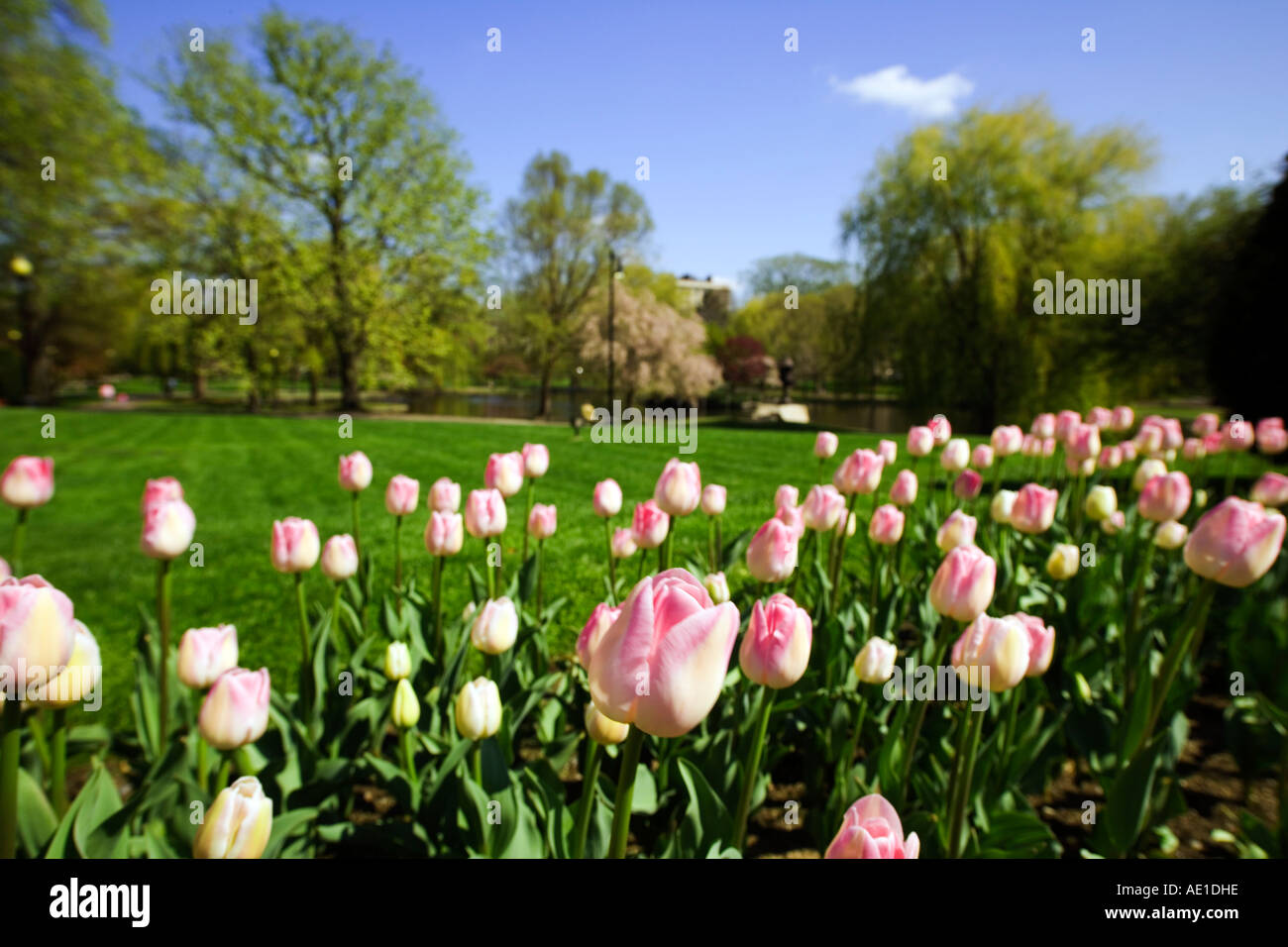 Leichte rosa Tulpen in der Boston Public Garden während Frühling Boston MA USA Stockfoto
