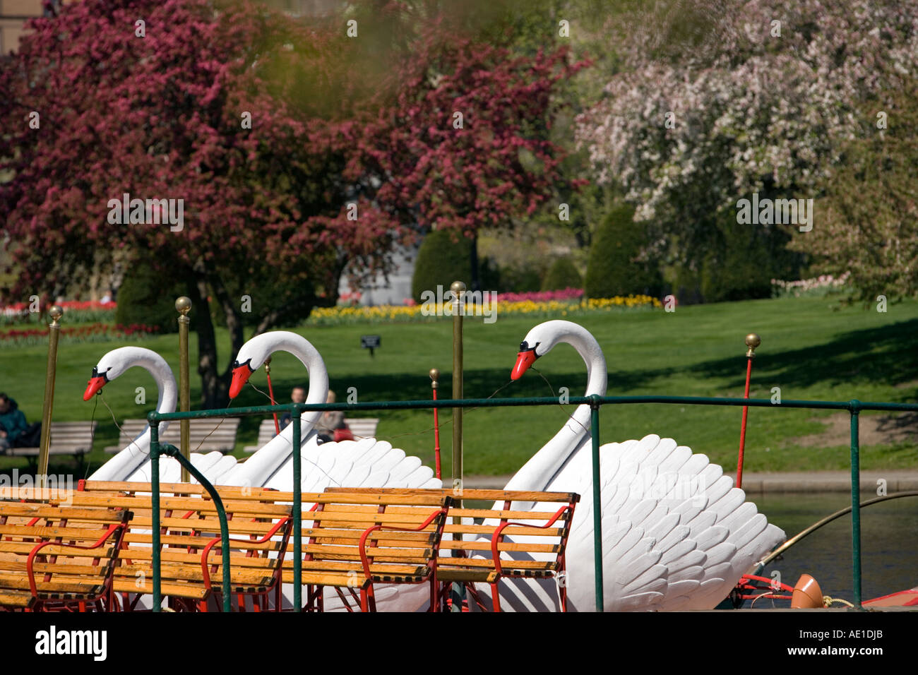 Swan-Boote in der Boston Public Garden Boston MA USA Stockfoto