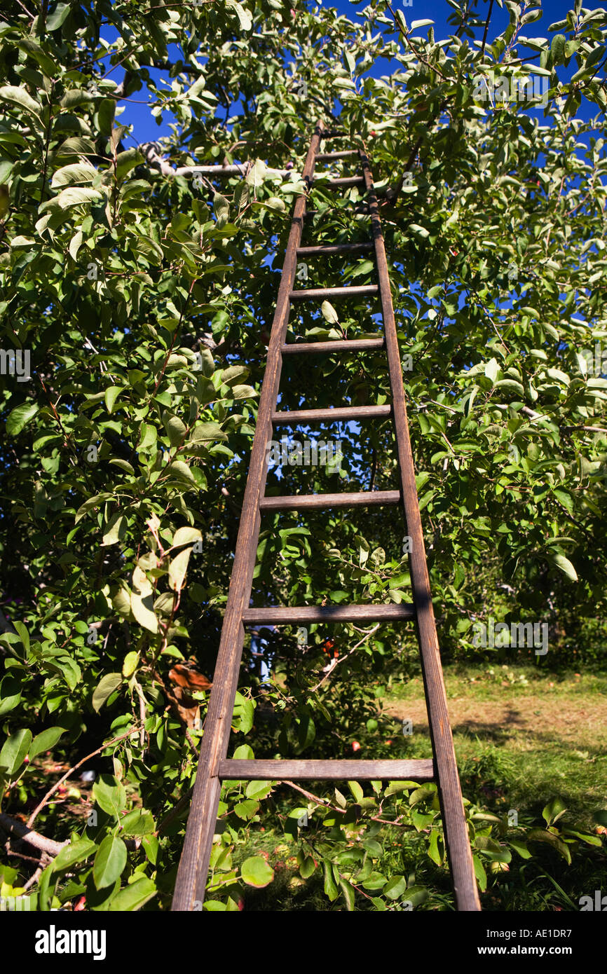 Apple-Kommissionierung-Leiter in einem Macintosh Apfelbaum, Honey Pot Hill  Obstgarten, Stow, Massachusetts, USA Stockfotografie - Alamy