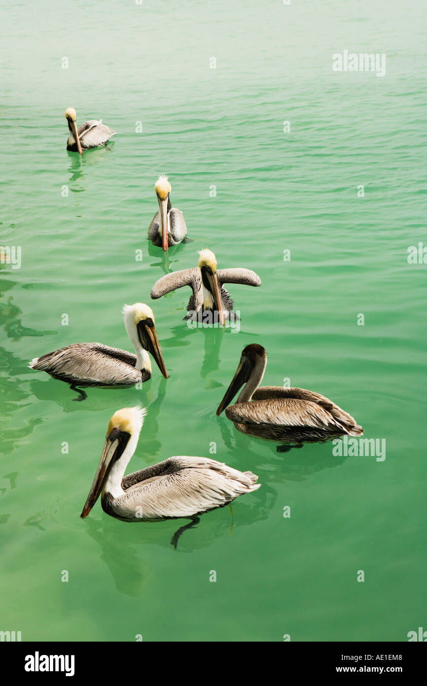 Sechs braune Pelikane im Wasser bei Hawks Cay Resort, Duck Key, Florida, Vereinigte Staaten von Amerika Stockfoto