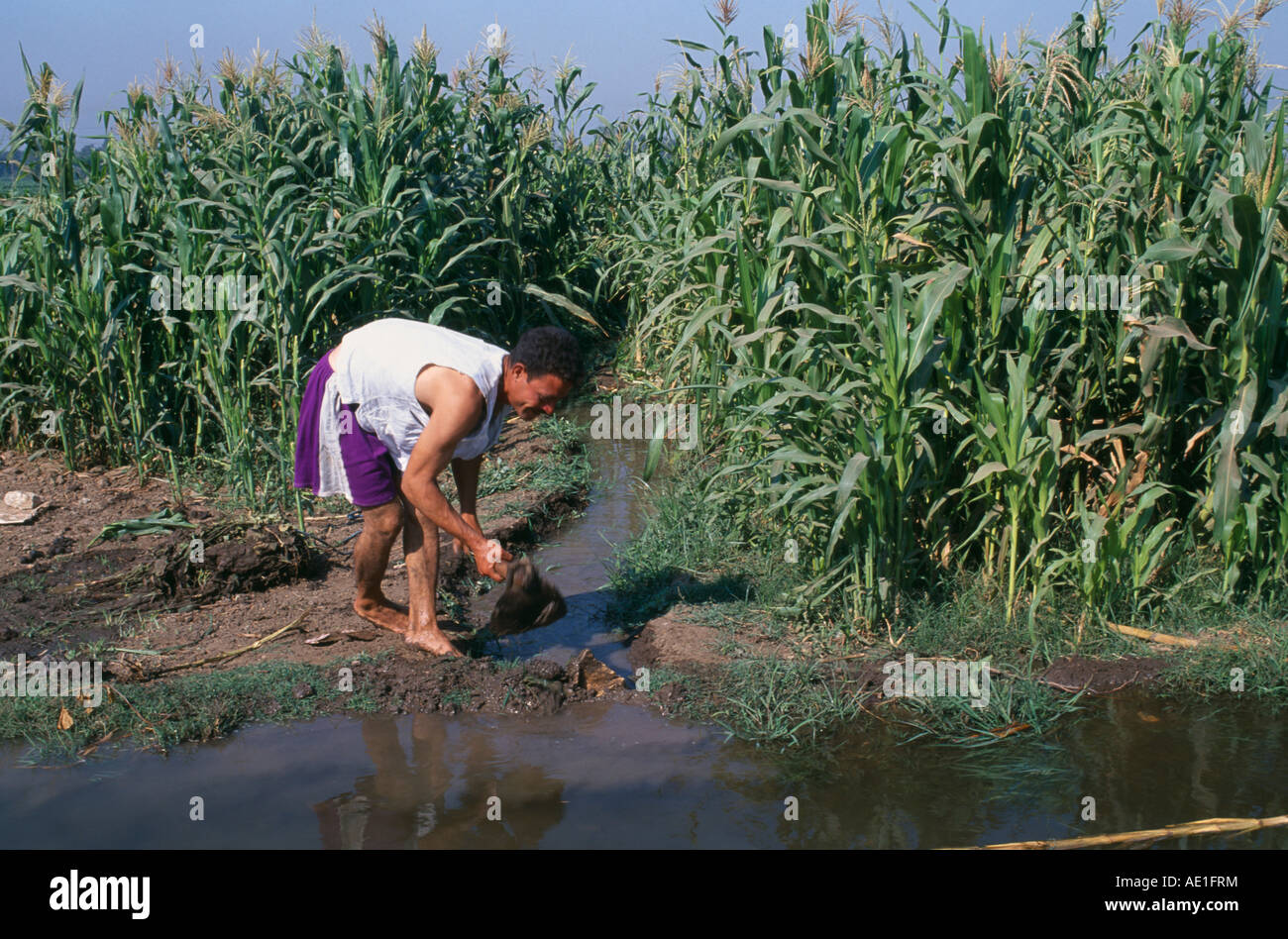Ägypten Nordafrika Nahost Nile River Delta Bewässerung-Kanal laufen zwischen den Kulturen ausgehoben klar durch den Menschen Stockfoto