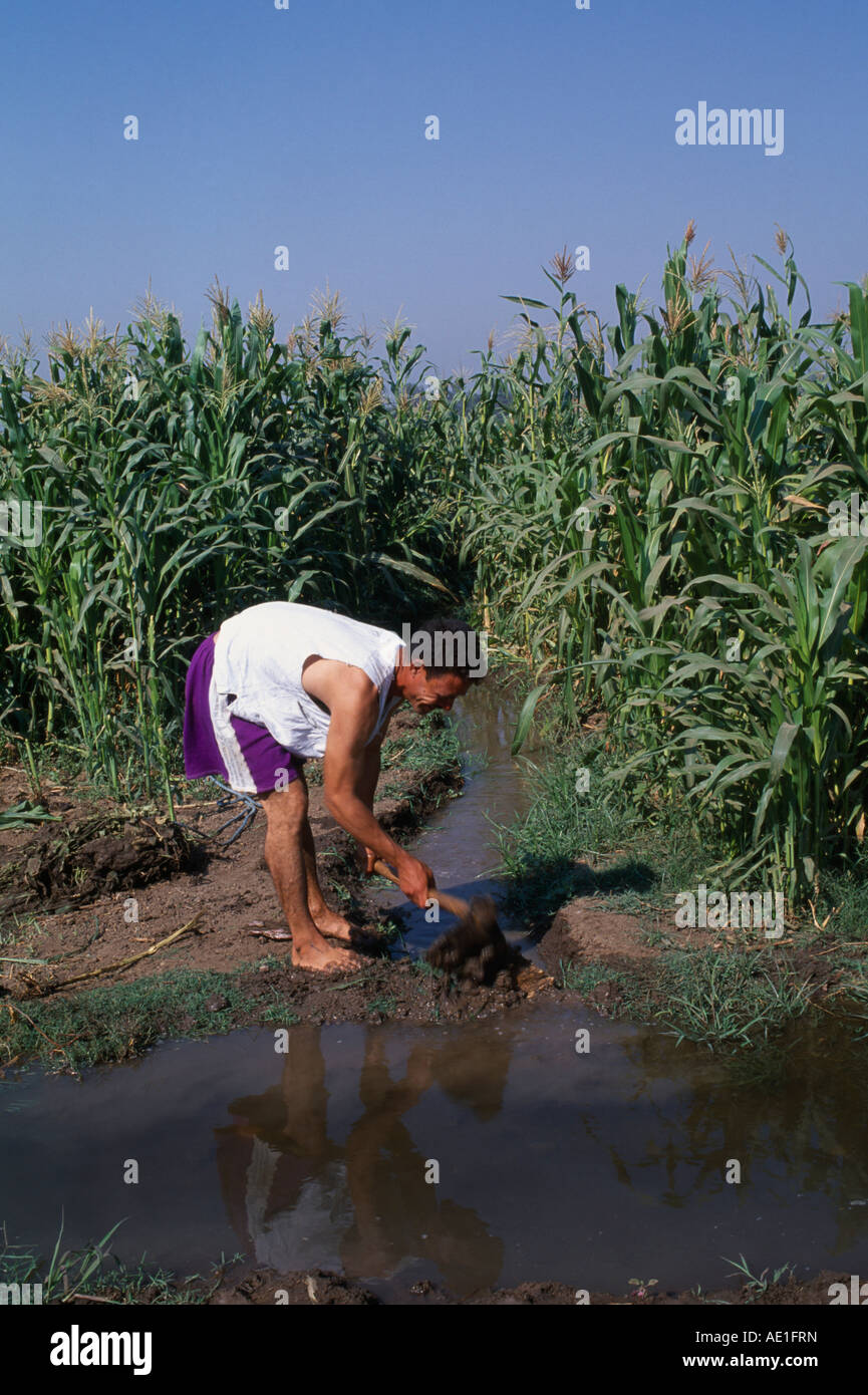 Ägypten Nordafrika Nahost Nile River Delta Bewässerung-Kanal laufen zwischen den Kulturen ausgehoben klar durch den Menschen Stockfoto