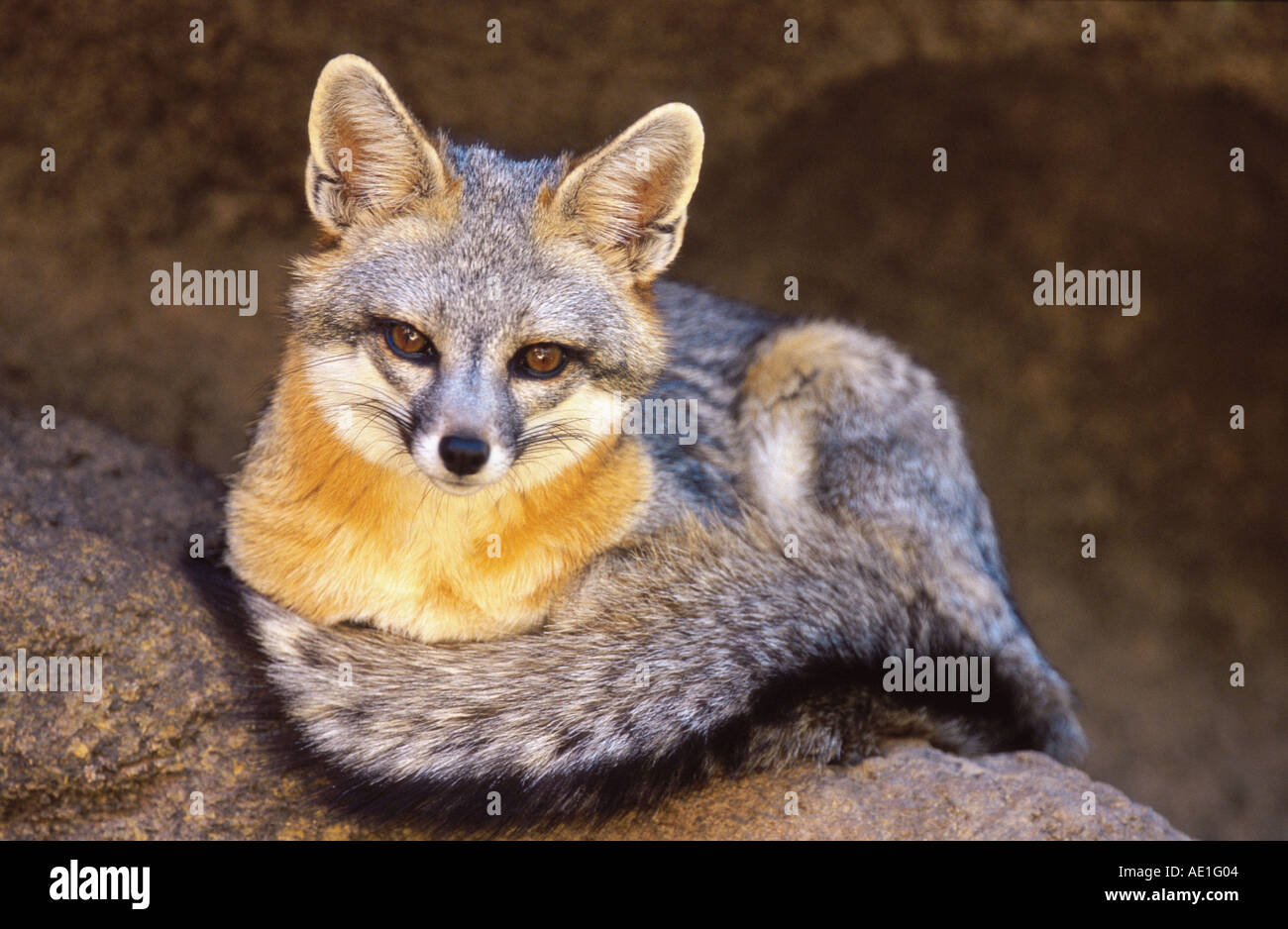 Festland gray Fox, nordamerikanischen grauer Fuchs (Urocyon Cinereoargenteus), Porträt os ein einziges Tier, liegend auf einem Felsen, USA, Arizo Stockfoto