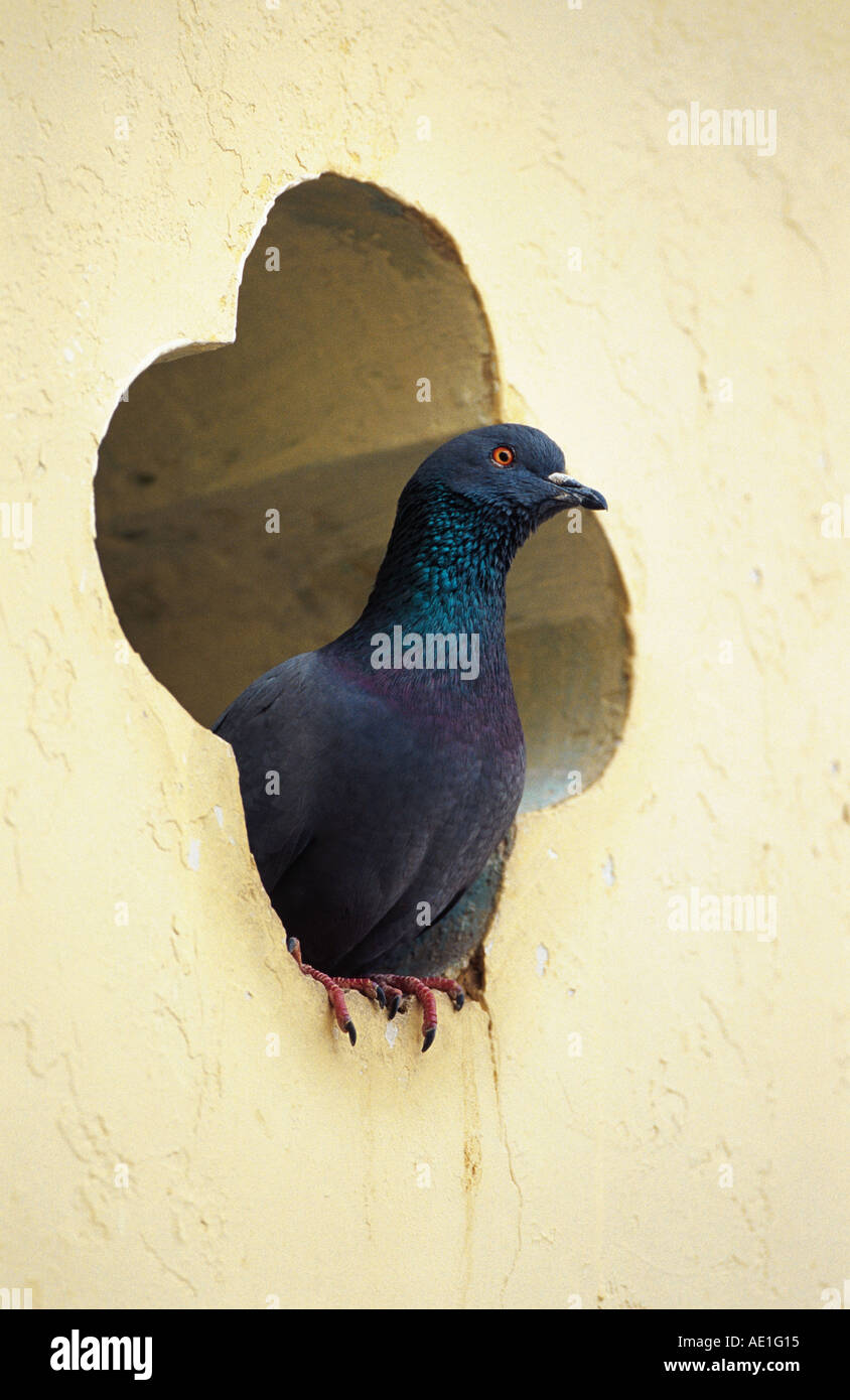 wilde Felsen-Taube (Columba Livia), einzelnes Tier, suchen aus einem Loch in der Wand, Indien, Rajasthan Stockfoto