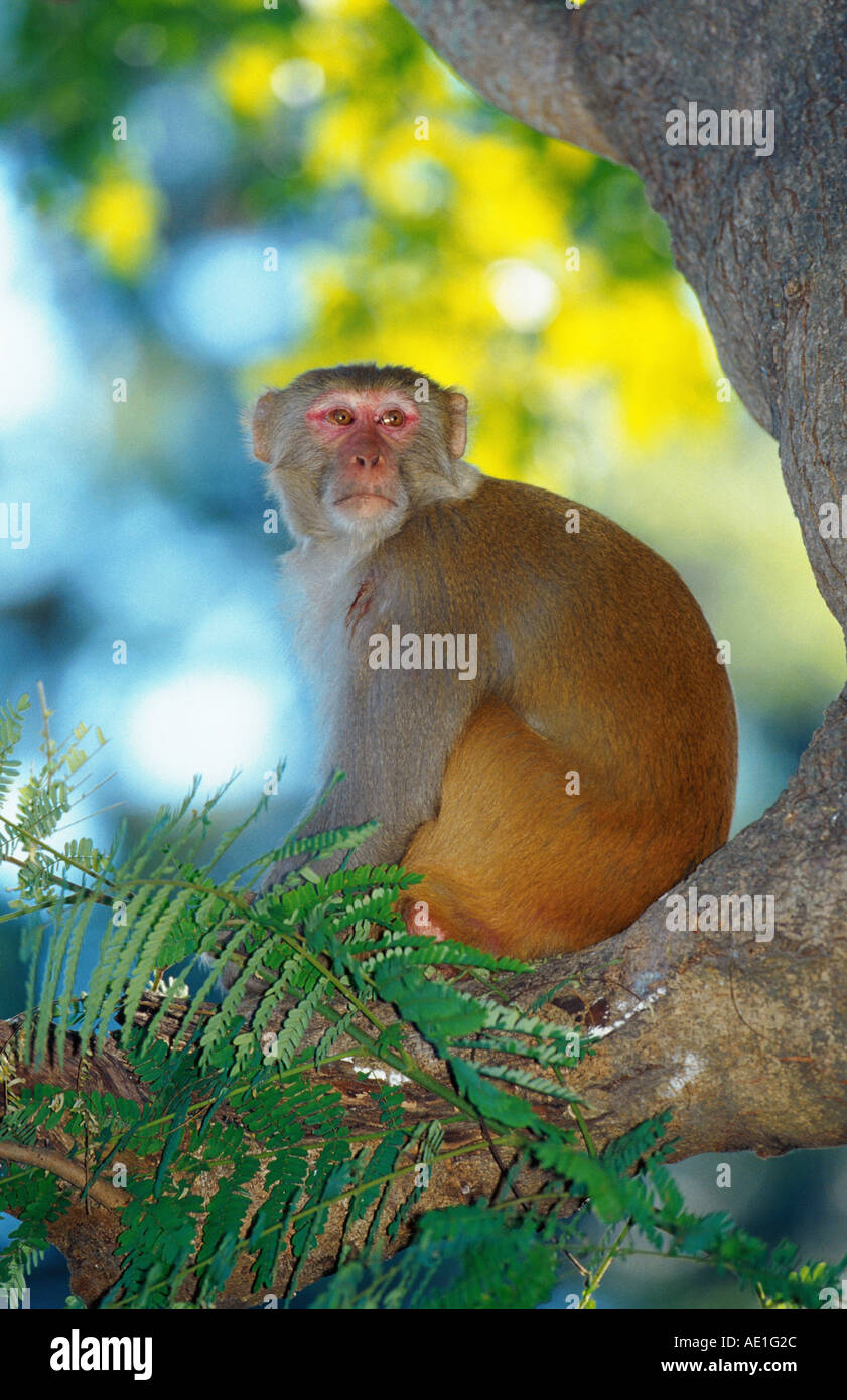 Rhesus-Affen, Rhesus Macacque (Macaca Mulatta), Tier, sitzen auf einem Baum, Uttar Pradesh, Indien, Corbett Np Stockfoto