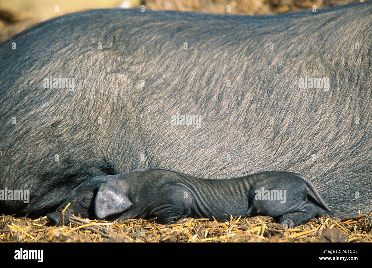 Hausschwein (Sus Scrofa F. Domestica), säen Handelsschiffe Ferkel, nebeneinander liegend Stockfoto