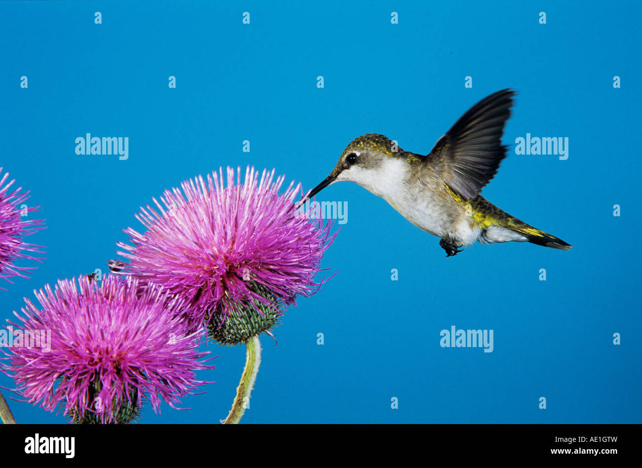 Ruby – Throated Kolibri Archilochos Colubris Weibchen ernähren sich von Texas Distel Schweißer Wildlife Refuge Sinton Texas USA Stockfoto