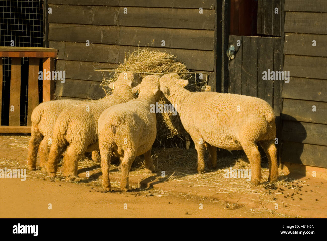 Vier Schafe oder Lämmer Essen Heu in einem Hof am Abend - Rear View of Sheep Stockfoto