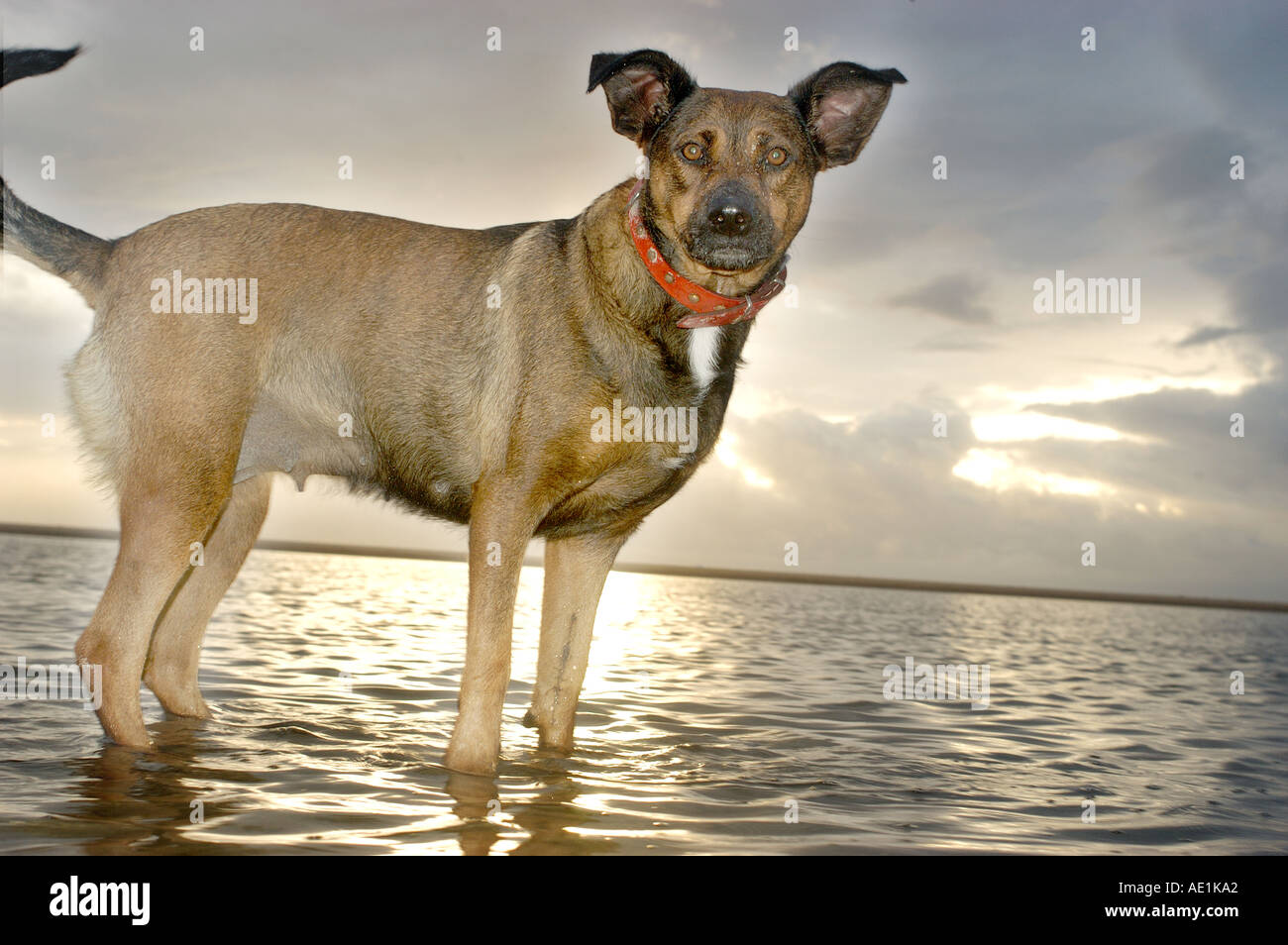 Heimtierpass Schuss Rettung Hund Hund am Strand Stockfoto