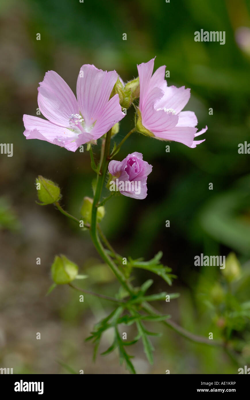 Muskmalow flower, Malva moschata, Wales, Großbritannien. Stockfoto