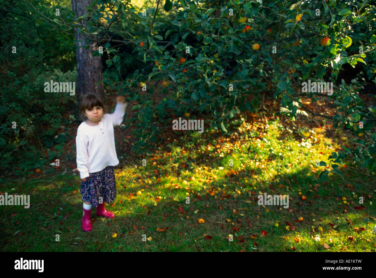 Kinder pflücken Äpfel & Äpfel bereits unter Baum gefallen Stockfoto