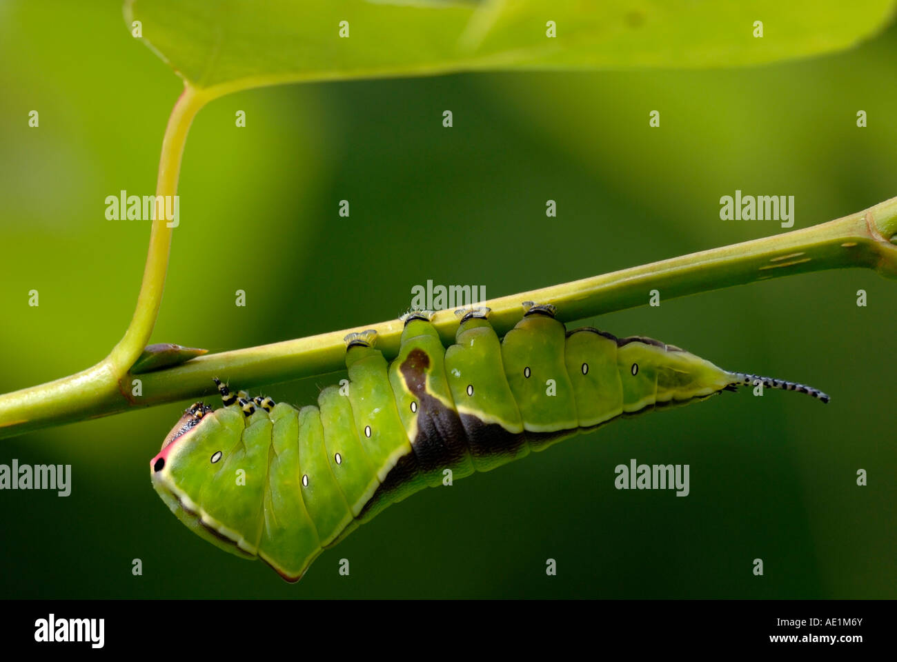 Puss Moth Raupe Cerura Vinula, Wales, Großbritannien. Stockfoto Puss Moth Raupe Cerura Vinula, Wales, Großbritannien. Stockfoto