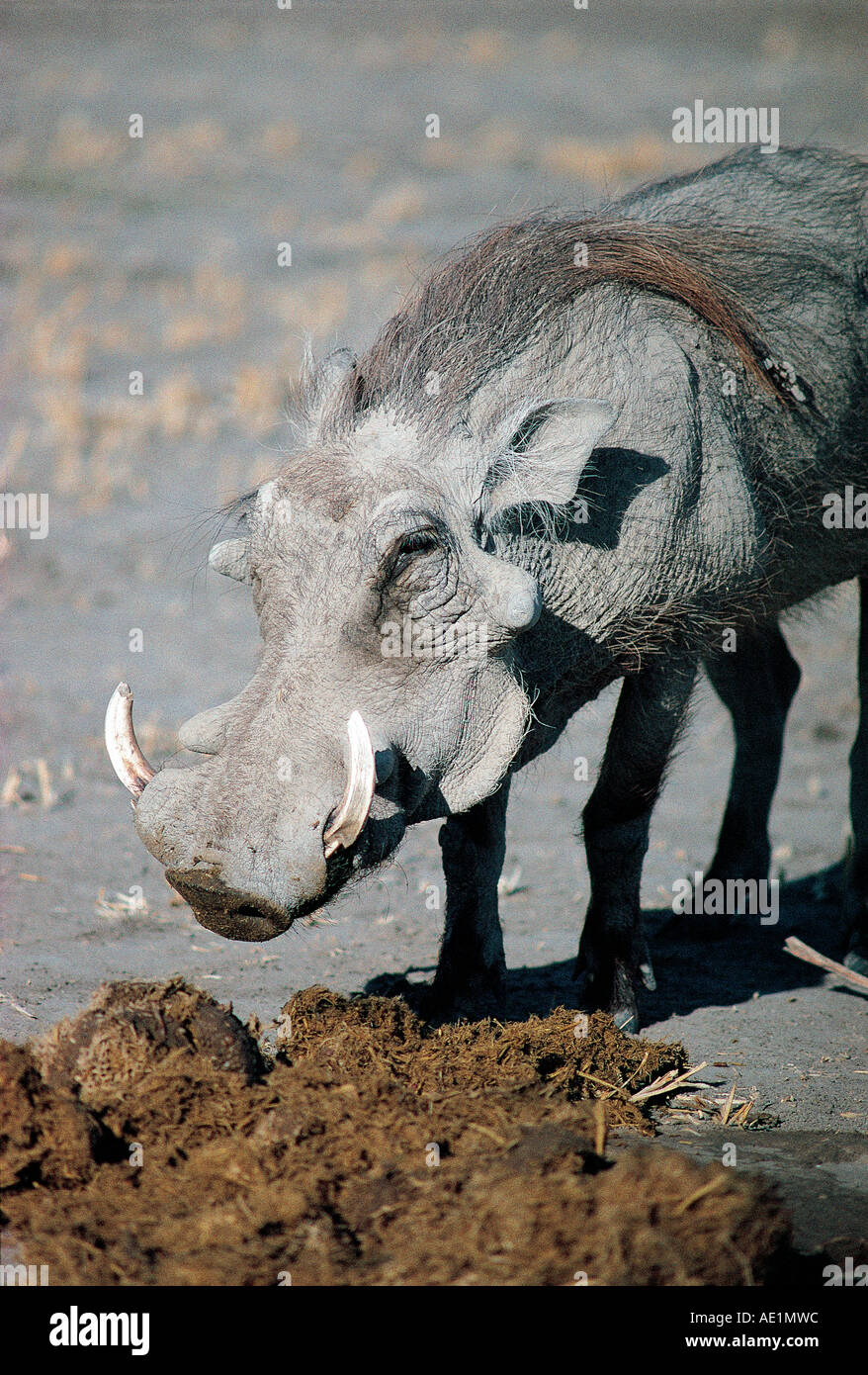 Der männliche Warzenschwein wühlen unter Elefanten Kot Botswana Chobe ...