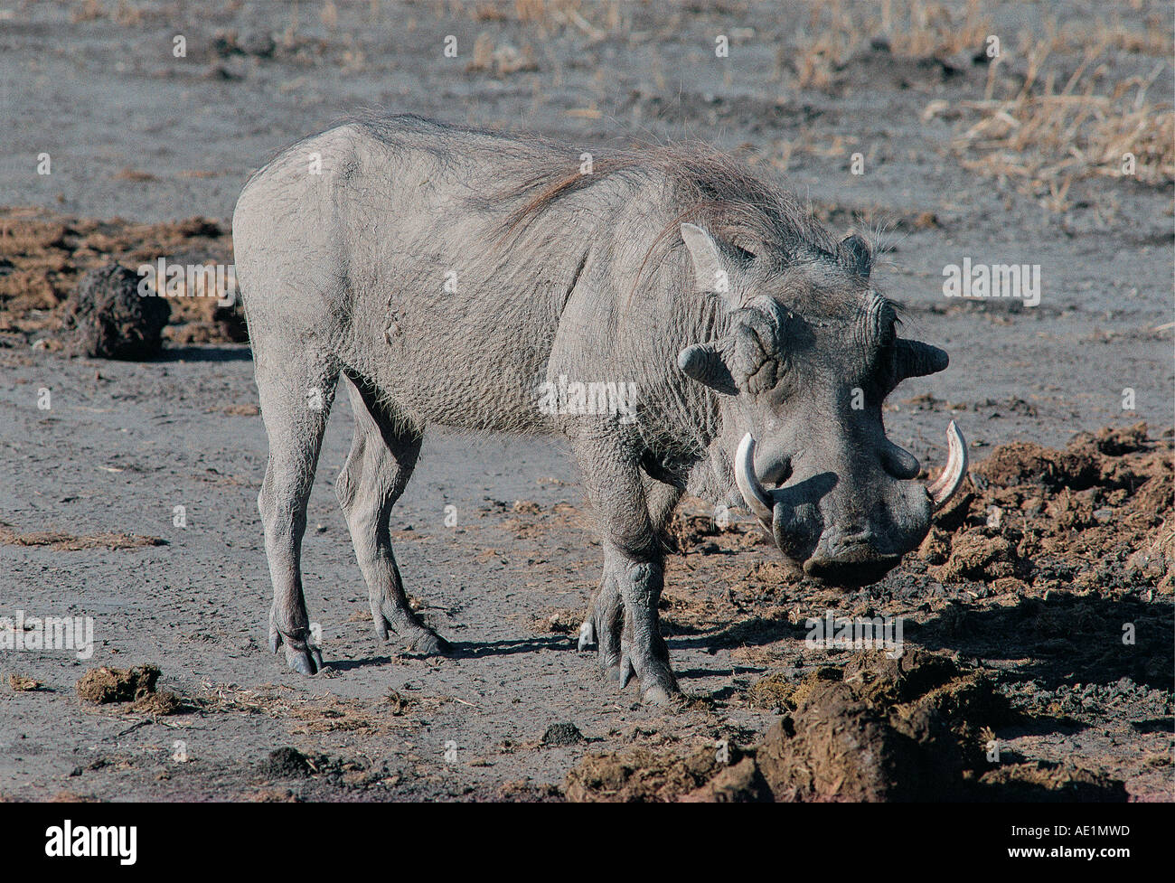 Nahaufnahme eines männlichen Warzenschwein wühlen unter Elefanten Kot für Saatgut und andere Lebensmittel Botswana Chobe-Nationalpark Stockfoto