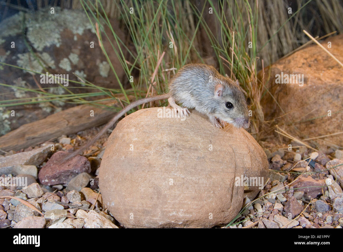 Bailey s Tasche Maus Chaetodipus Baileyi Elgin Cochisel County Arizona USA 21 Juli Stockfoto